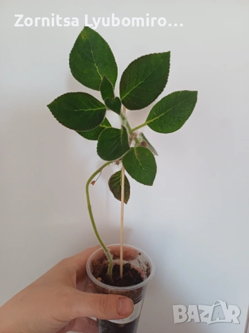 Колерия Ni's Paula, снимка 2 - Стайни растения - 54228904