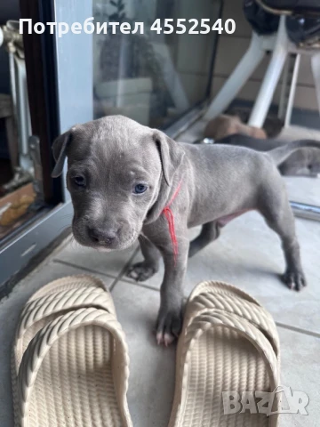 Питбул Блу Ноус / Син Нос/ Питбул blue nose , снимка 1