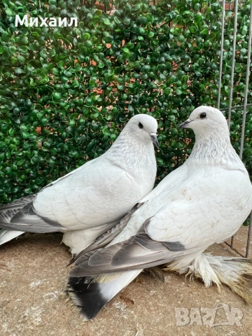 Саксонски Леден, Звезни, Стандарт пощи