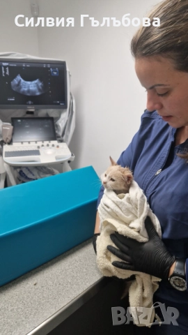 Бейлис търси дом , снимка 4 - Други - 52884275