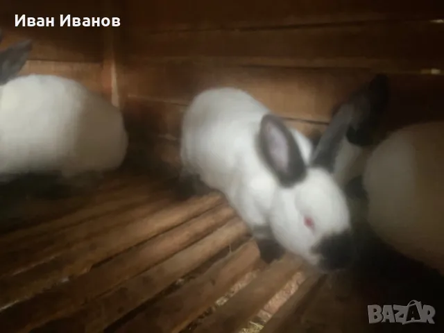 Зайци , снимка 5 - За селскостопански - 49756517