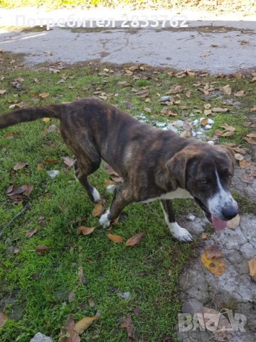 Подарявам , снимка 2 - Кане корсо - 52292643