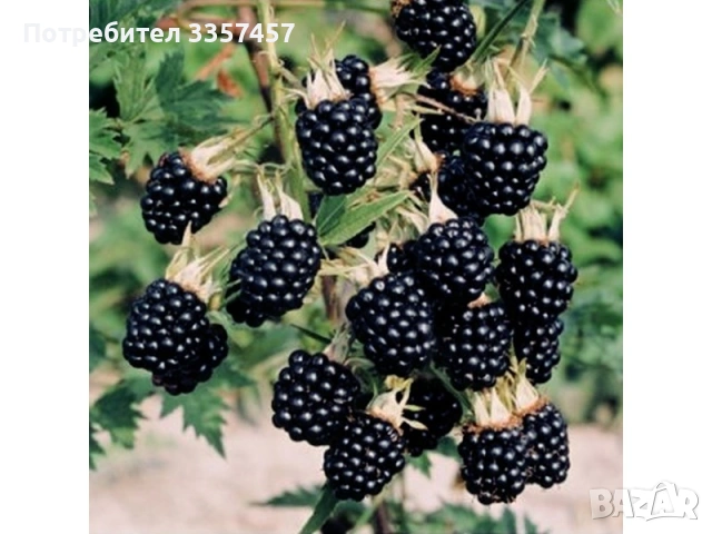 Продавав разсад капина без бодли сорт Торнфрий