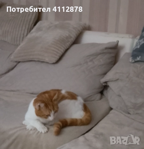 Домашно коте, мъжко 6м., с породисти родители, снимка 5 - Британска късокосместа - 52861187