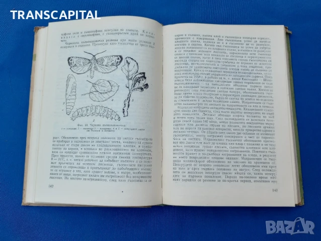 Болести и неприятели по овощните култури , снимка 5 - Други - 51338193