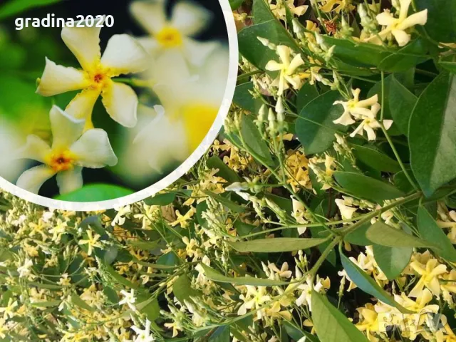 Жасмин вечно зелен Налични 4 вида, снимка 3 - Разсади - 49939528