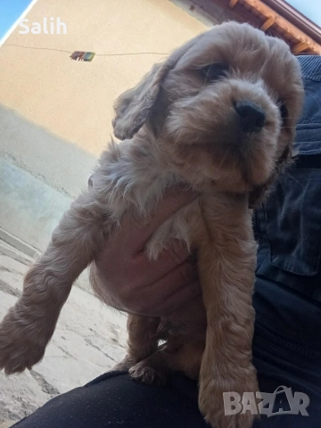 кокер шпаньол , снимка 4 - Кокер шпаньол - 54158013