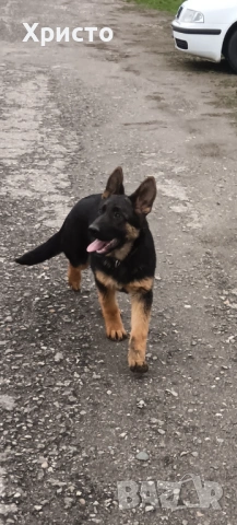 Продавам женска немска овчарка., снимка 6 - Немска овчарка - 53844160