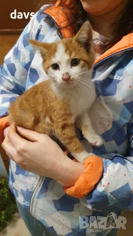 Намерено - Рижаво мъниче спешно търси дом, снимка 14 - Други - 52807638