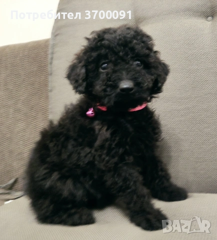 пудел / мини пуделчета, снимка 6 - Пудели - 53072504