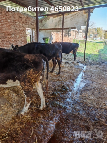 Продавам крави и телета