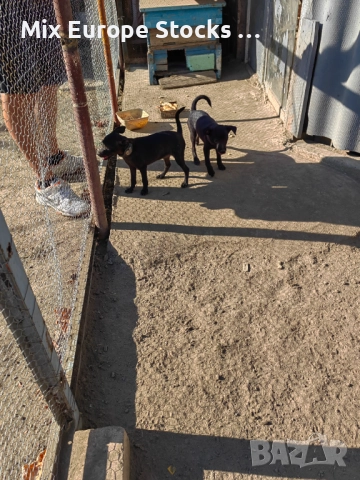 Мини пинчери на 3м, снимка 1