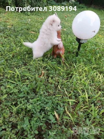 Мини шпиц-померан, снимка 5 - Шпиц - 54127266