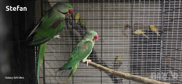 Голям александър, снимка 2 - Папагали - 53933102