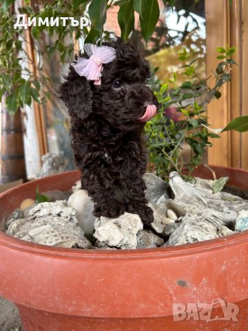 Той пудел Toy poodle , снимка 2 - Пудели - 46065409