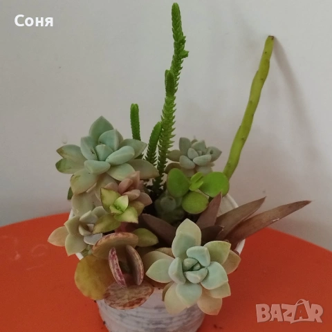 Сукуленти вкоренени микс, снимка 11 - Стайни растения - 54008928