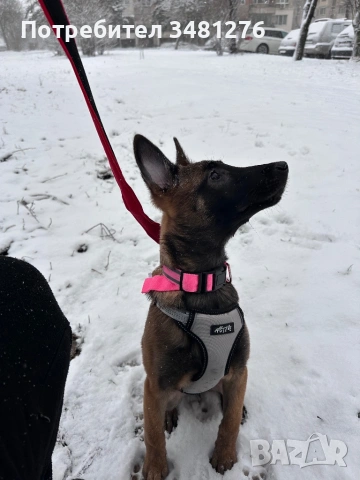 Белгийска Овчарка-Малиноа , снимка 5 - Белгийска овчарка - 53631744