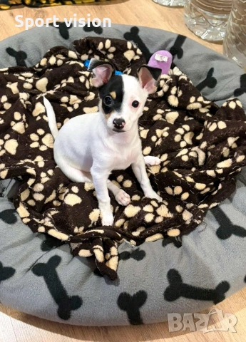 женско кученце смеска между чи хуа чуа и пинчер, снимка 2 - Чихуахуа - 53865835