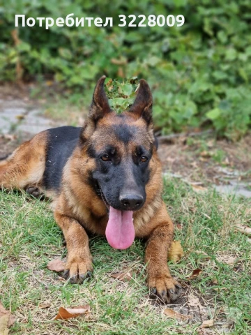 Немска овчарка 