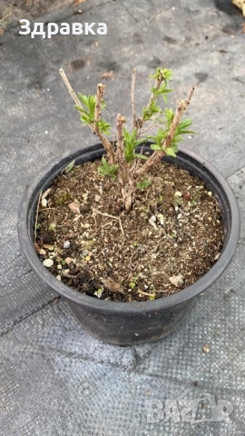 Лавандула , снимка 2 - Градински цветя и растения - 52634478