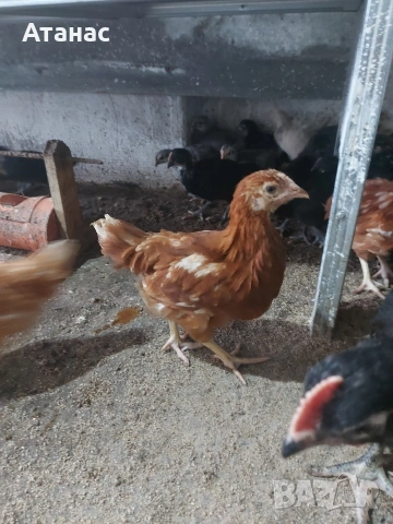 Черен австралорп, кафяв доминант.И смесени снасящи сини и зелени яйца., снимка 6 - други­ - 53830777