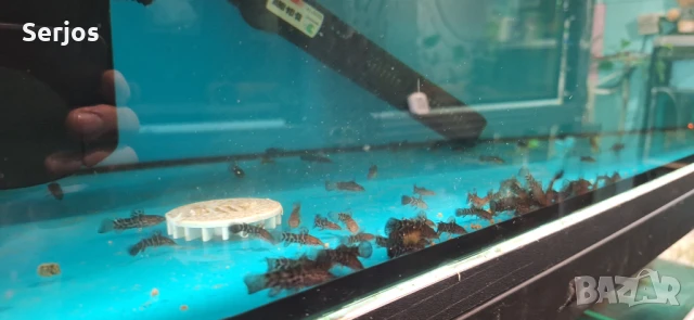 Сомчета, снимка 2 - Рибки - 51110981