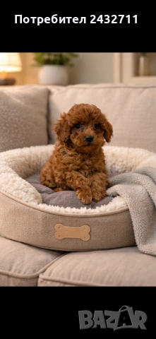 Мини пудел , снимка 3 - Пудели - 53606471