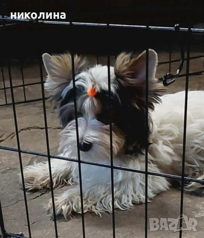 Продавам Йоркширски териер , снимка 10 - Йоркширски териер - 52706932