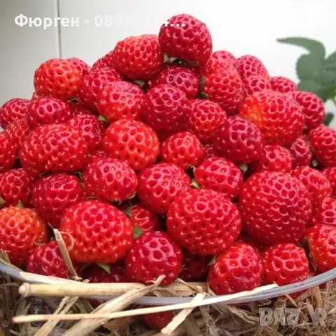 ЯГОДА МАЛИНА FRAMBERRY, снимка 1 - Разсади - 49133319