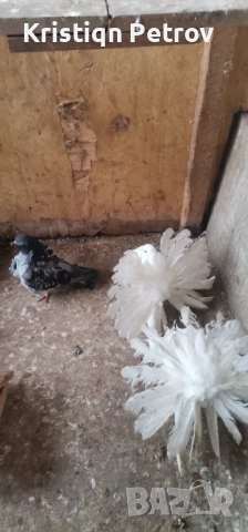 продавам фенерлии, снимка 7 - Гълъби - 52884902