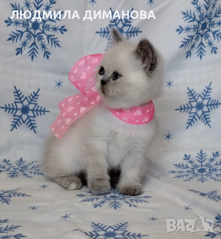 Персийско екзотично момиче. , снимка 10 - Персийска - 52883045