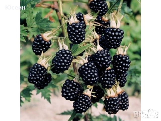 разсад от къпина без бодли, снимка 3 - Разсади - 52673982