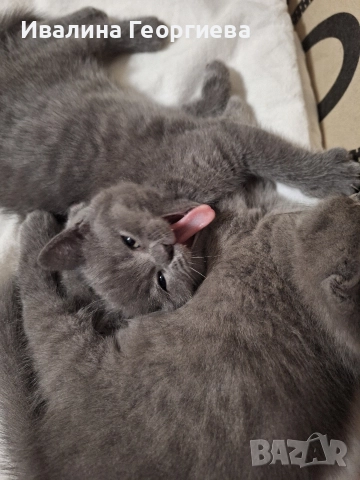 британска късокосместа, снимка 3 - Британска късокосместа - 52619229