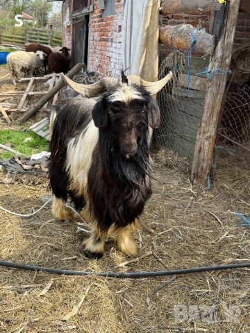 Продавам пръч