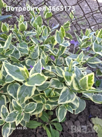 Пъстролистна Винка Минор , снимка 3 - Градински цветя и растения - 54268086