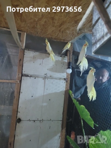Папагали корели, снимка 5 - Папагали - 53167838