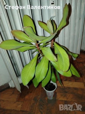 Euphorbia Synadenium grantii (каучуково дърво) , снимка 5 - Градински цветя и растения - 51625139