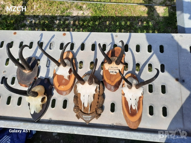 Трофей от дива коза. , снимка 7 - Декорация за дома - 54046259