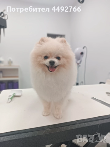 Груминг салон Пазарджик, цялостна грижа за домашни любимци , снимка 3 - Други животни - 52569188