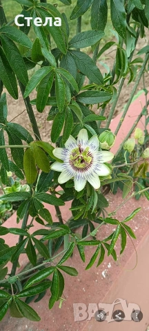 комплект цветя 10 евро , снимка 5 - Стайни растения - 53144265
