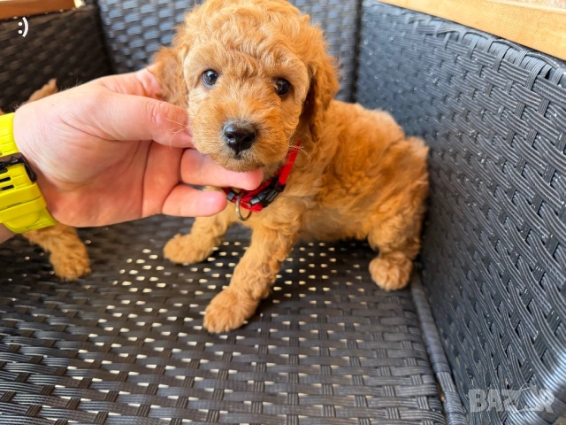 Мини пудели Актуално от 26.4.2026, снимка 5 - Пудели - 54207444