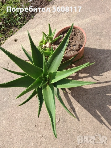 алое , снимка 2 - Стайни растения - 49662444