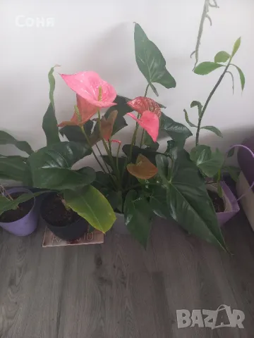 Фикус,бенджамин ,кактуси,юка,замиокулкас  и др.едри цветя, снимка 16 - Стайни растения - 45380559