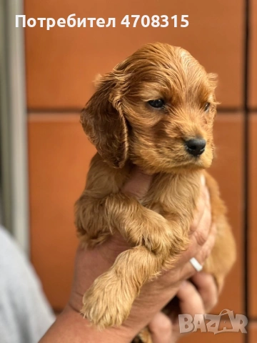 Кокер шпаньол червен цвят момче ваксина, снимка 4 - Кокер шпаньол - 54098423