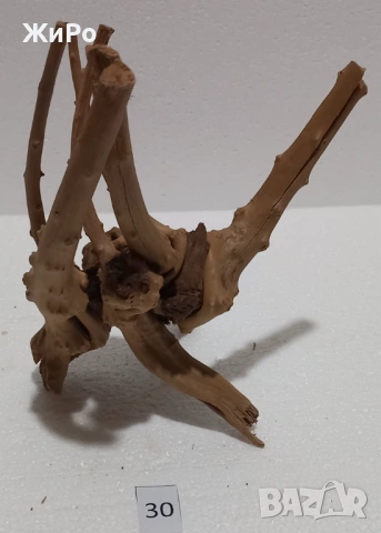 Корен от Азалия /декорация/ 30