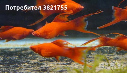 Декоративни рибки, хелер, хелер албино ред