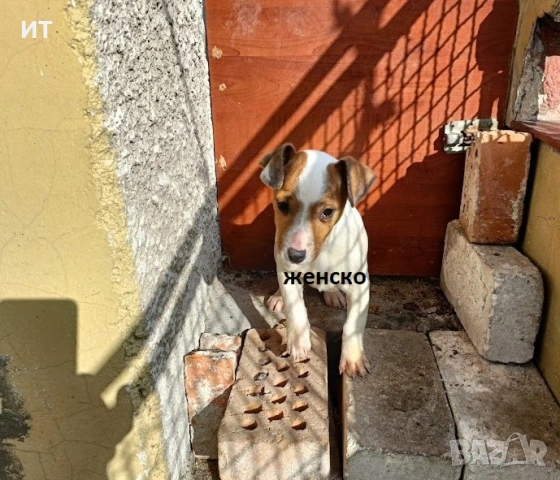 Джак Ръсели на 3месеца, снимка 3 - Джак ръсел териер - 53173868