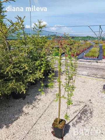 Плачеща върба, Salix Integra Pendula, снимка 7 - Градински цветя и растения - 50247216