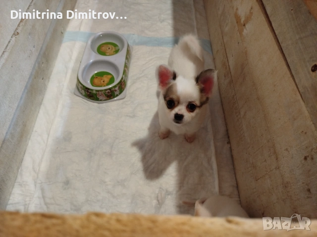 Женски мини чихуахуа, снимка 3 - Чихуахуа - 53622941