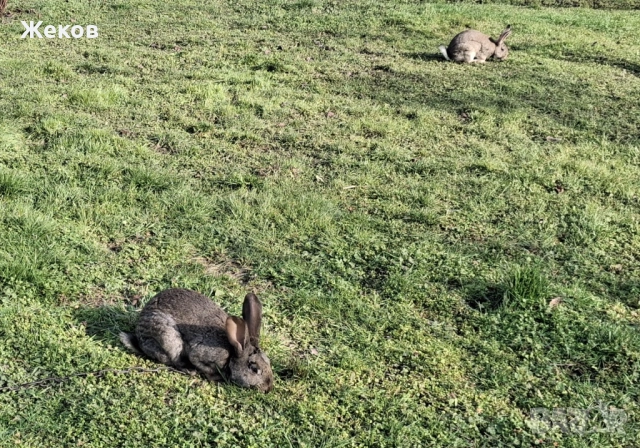 Продават се зайци, снимка 2 - Други - 53635287